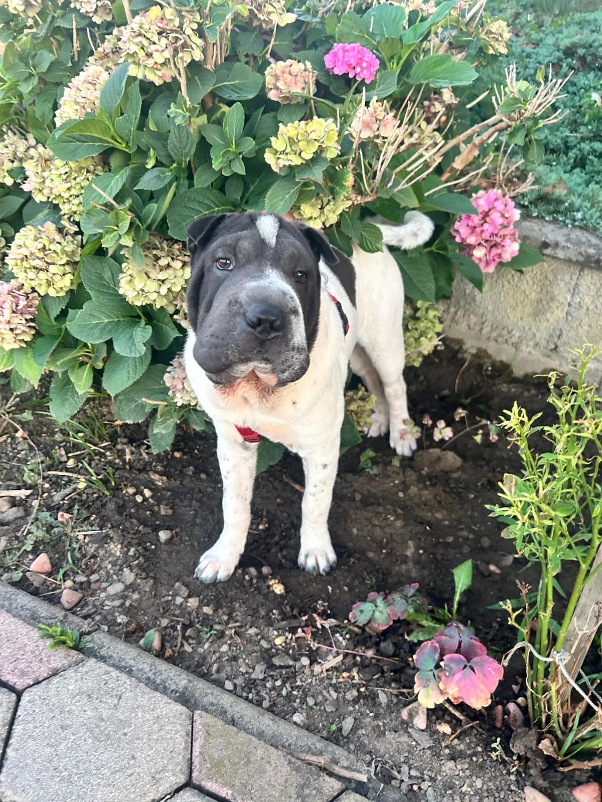 Cody, male puppy Shar Pei for adoption at Tierheim Arche Noah, Graz