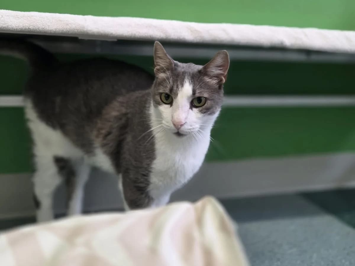 Dodo, male 5yo European Shorthair for adoption at Tierheim Arche Noah, Graz