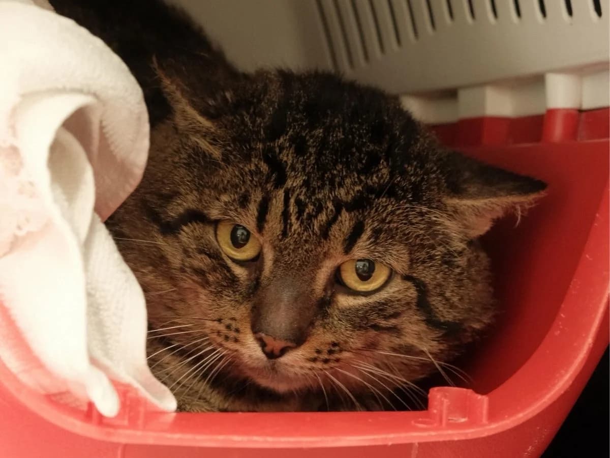 Zucky, male European Shorthair for adoption at Tierheim Arche Noah, Graz