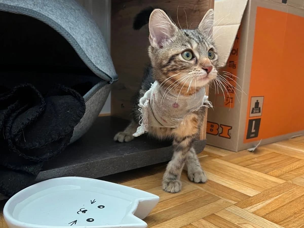 Banshee, female puppy European Shorthair for adoption at Tierheim Arche Noah, Graz