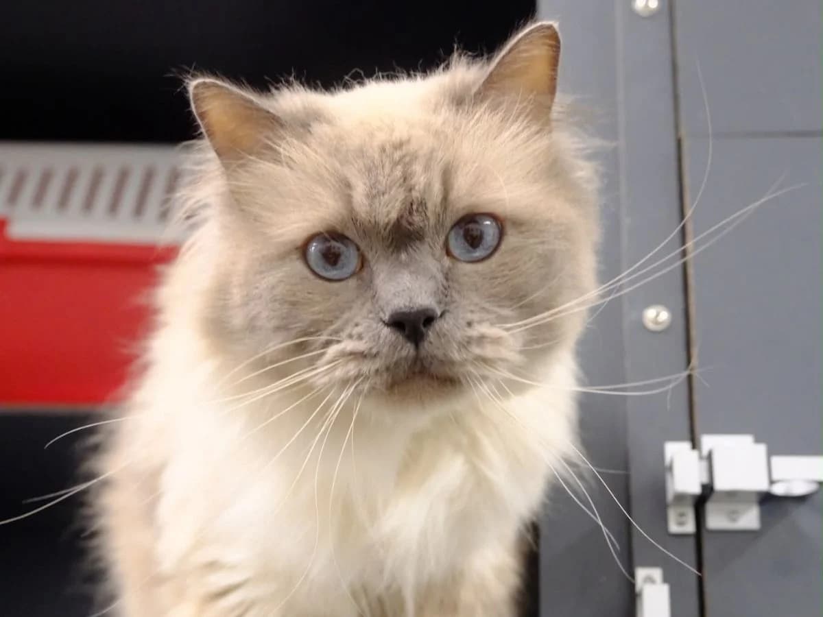 Diego, male 5yo Ragdoll for adoption at Tierheim Arche Noah, Graz