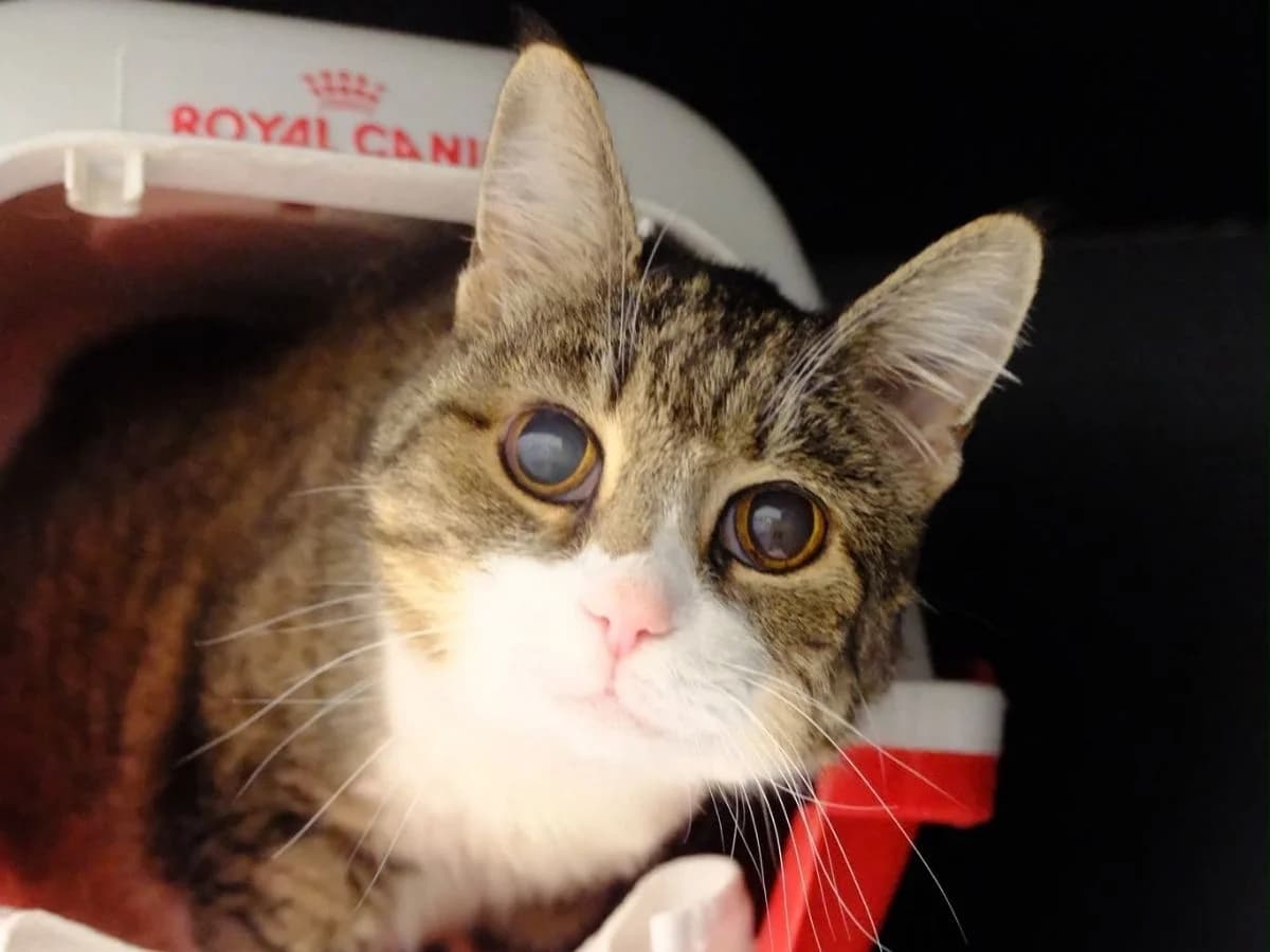 Norma, female European Shorthair for adoption at Tierheim Arche Noah, Graz