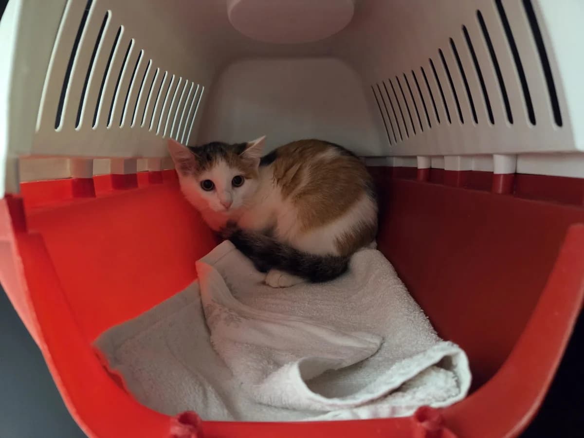 Maria, female puppy European Shorthair for adoption at Tierheim Arche Noah, Graz