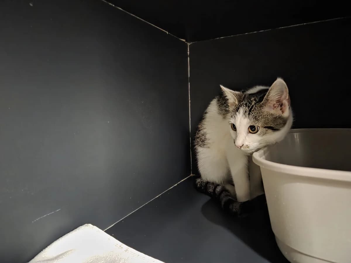 Lilly, female puppy European Shorthair for adoption at Tierheim Arche Noah, Graz