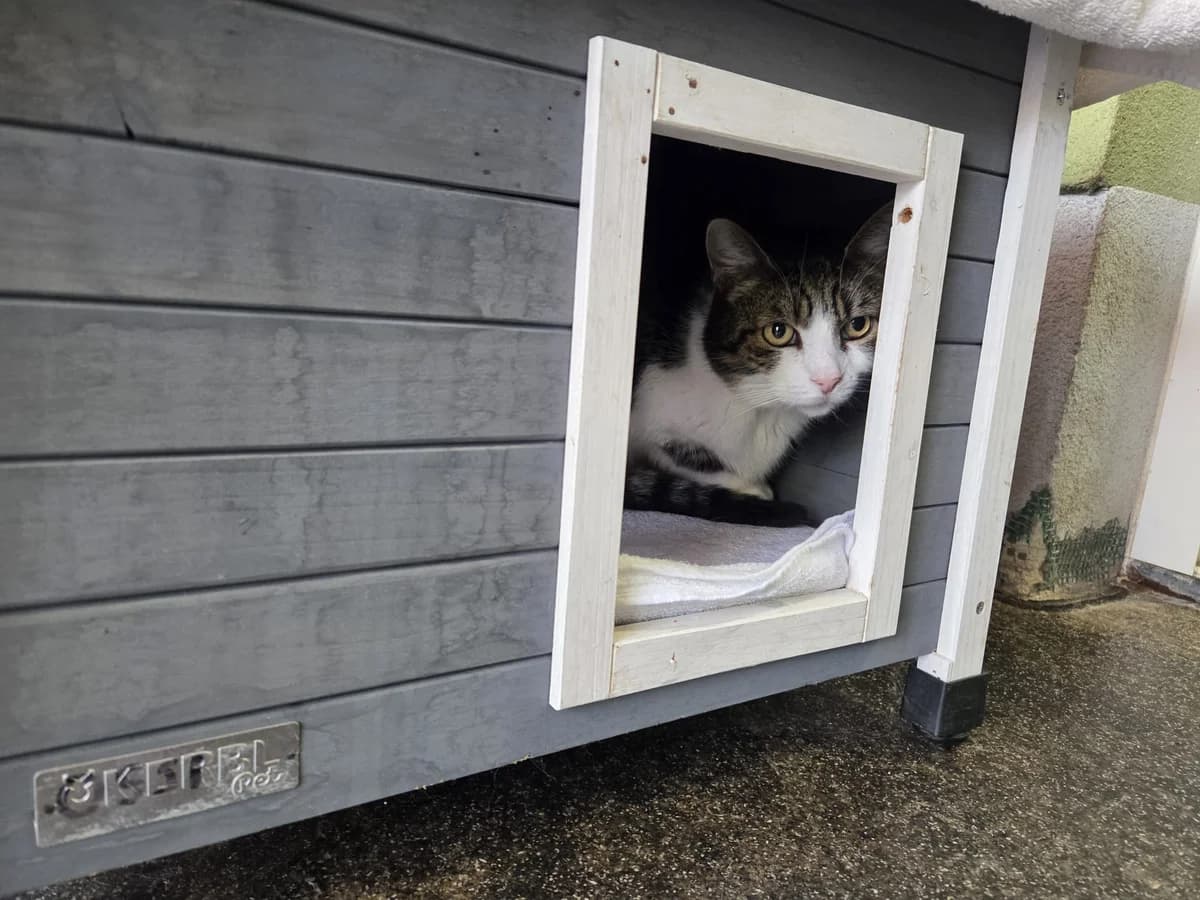 Moon, female senior European Shorthair for adoption at Tierheim Arche Noah, Graz