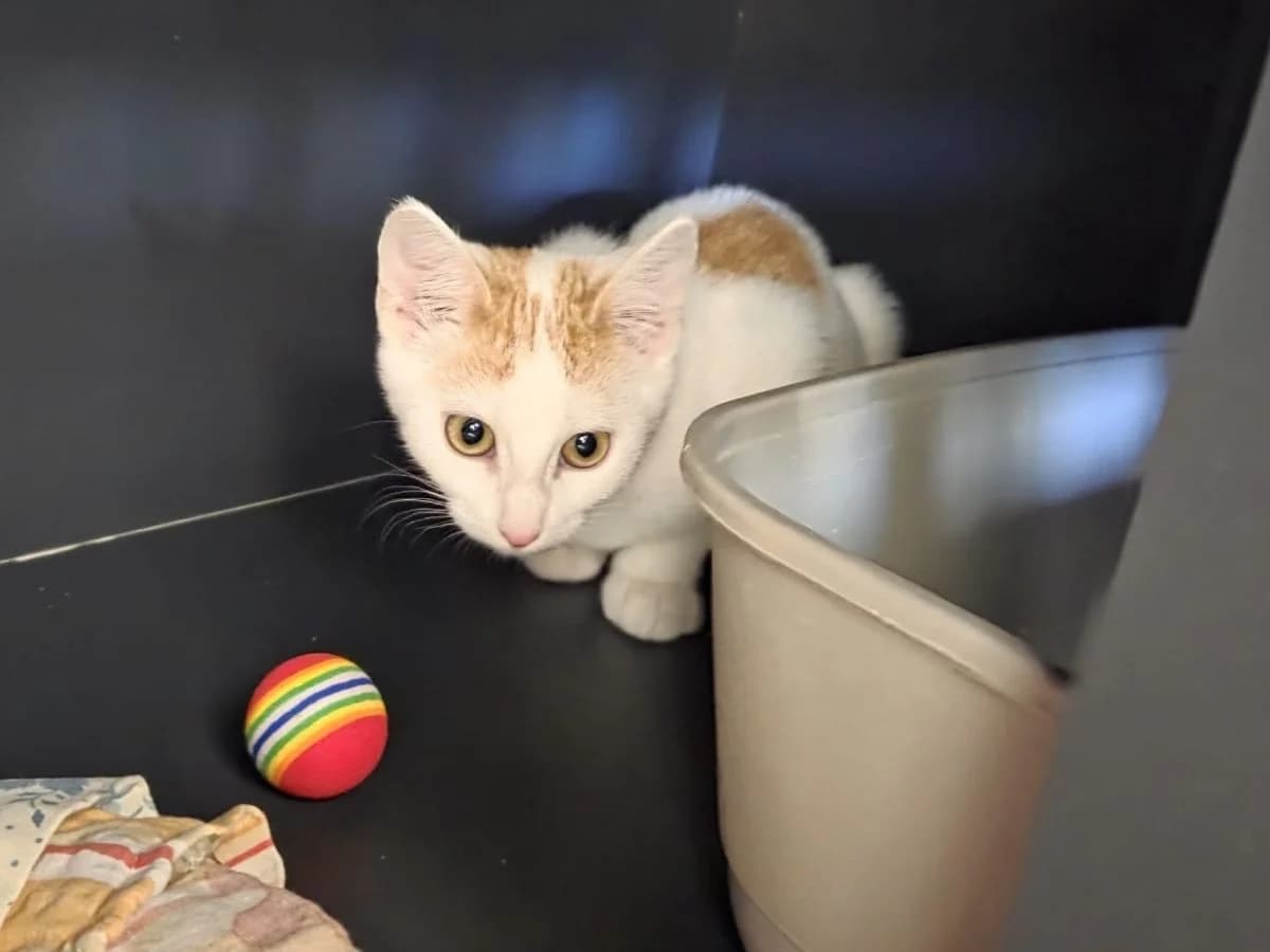 Pheoby, female puppy European Shorthair for adoption at Tierheim Arche Noah, Graz