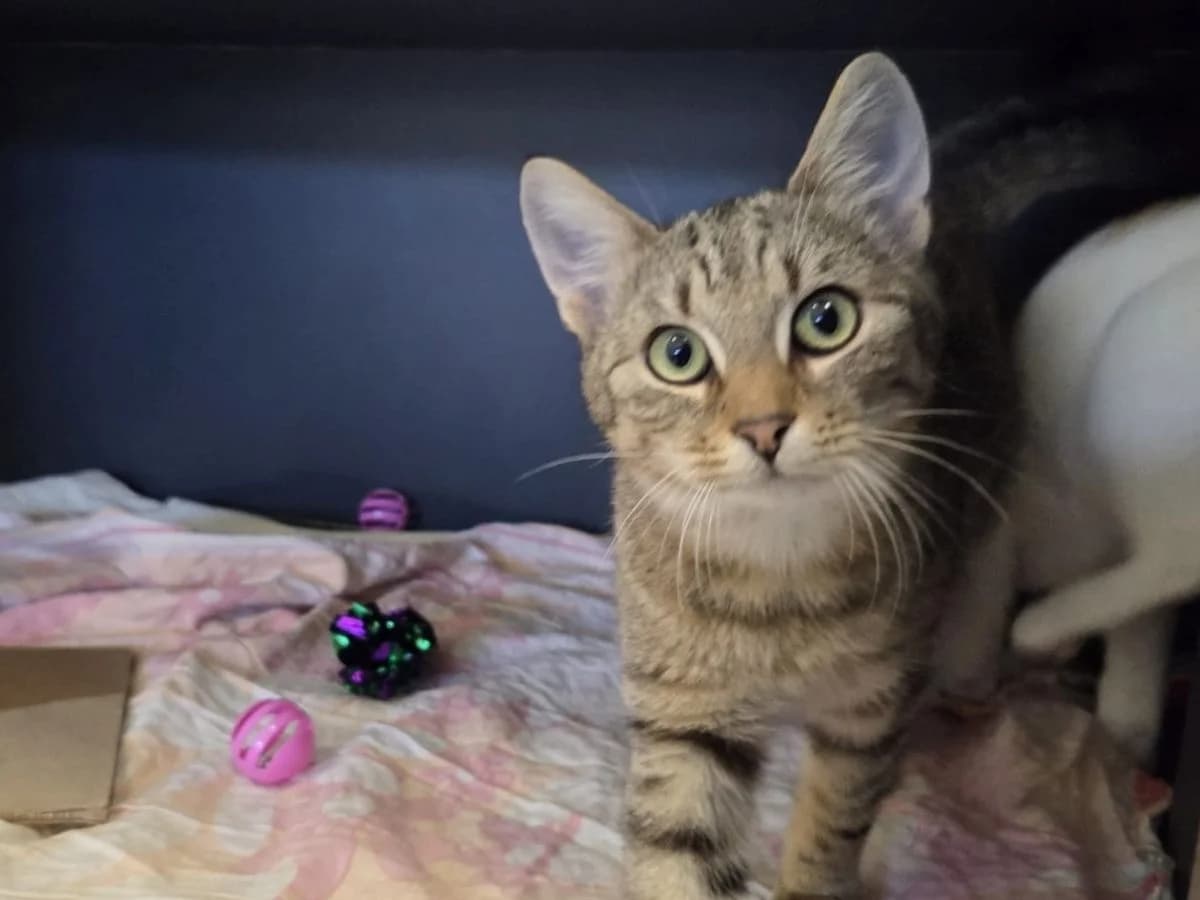 Fiona, female puppy European Shorthair for adoption at Tierheim Arche Noah, Graz