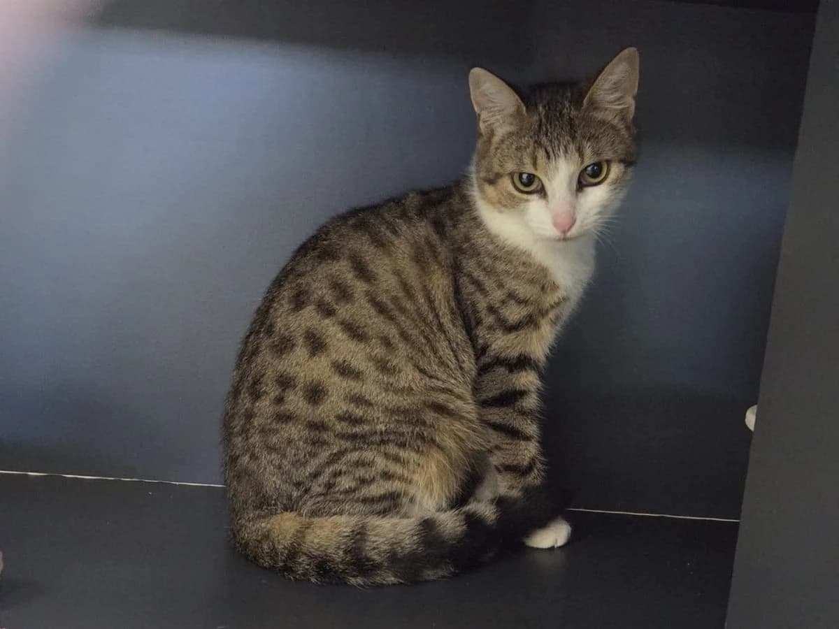 Sate, female puppy European Shorthair for adoption at Tierheim Arche Noah, Graz
