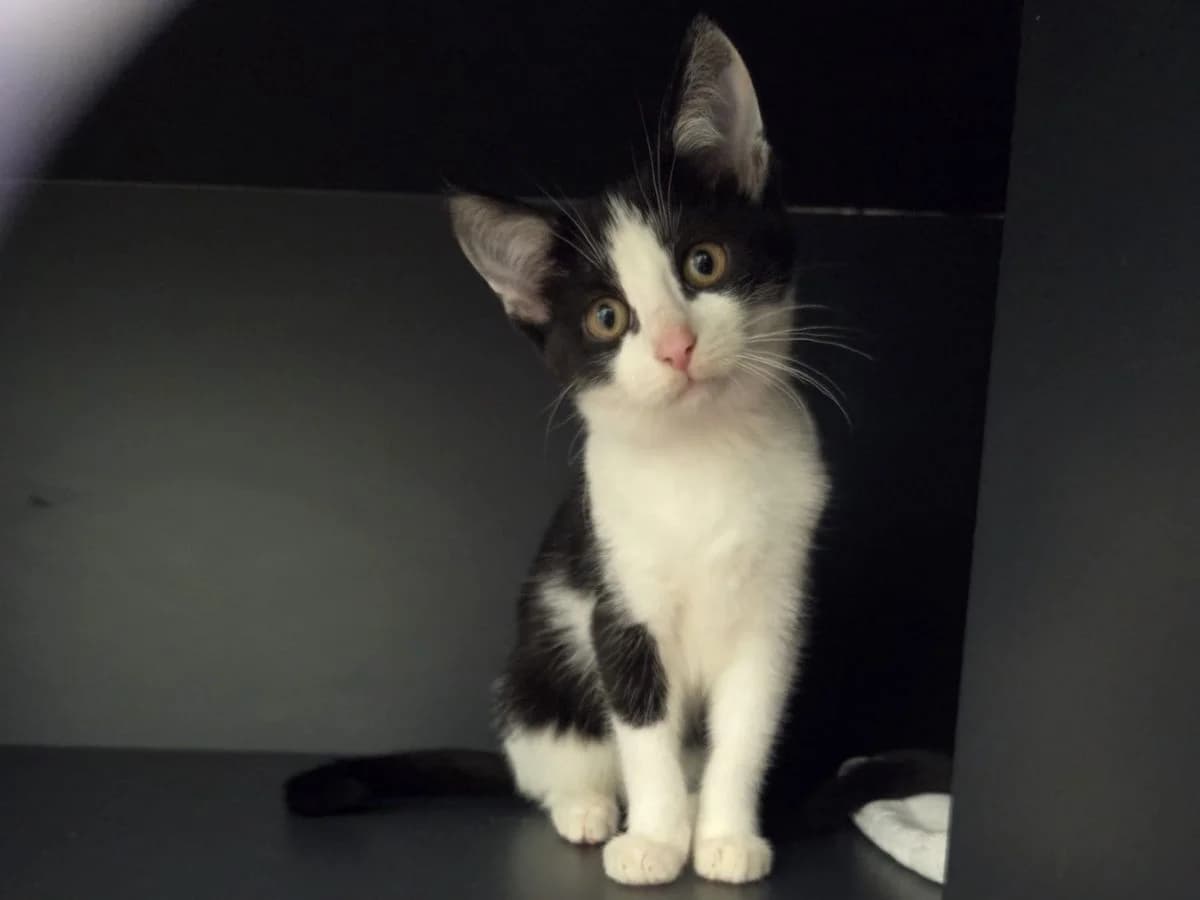 Mimo, male puppy European Shorthair for adoption at Tierheim Arche Noah, Graz