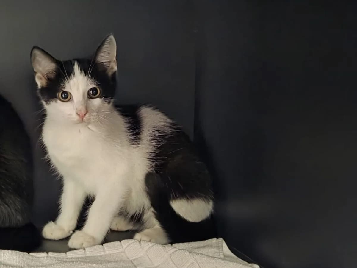 Mimi, female puppy European Shorthair for adoption at Tierheim Arche Noah, Graz
