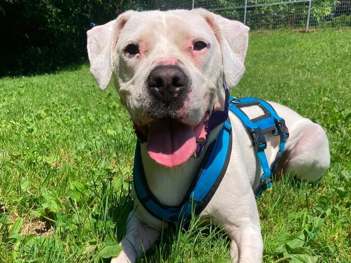 Bella, female 5yo Dogo Argentino for adoption at Tierheim Arche Noah, Graz