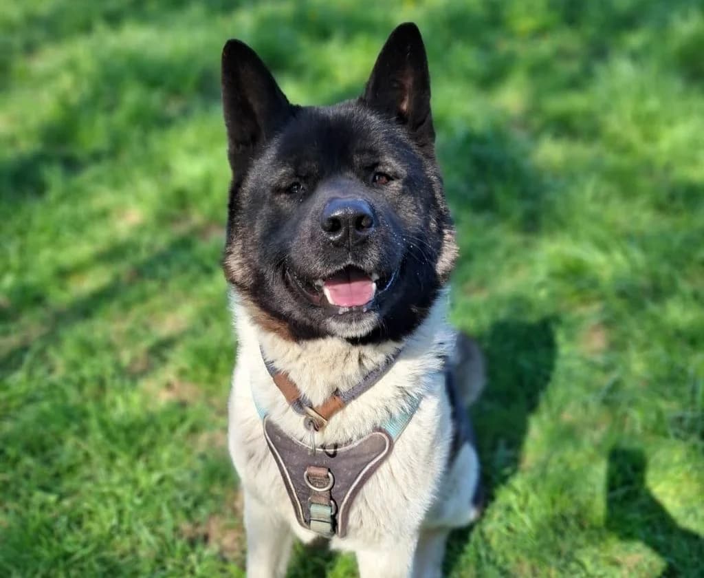 Aron, male 4yo Akita for adoption at Tierheim Arche Noah, Graz