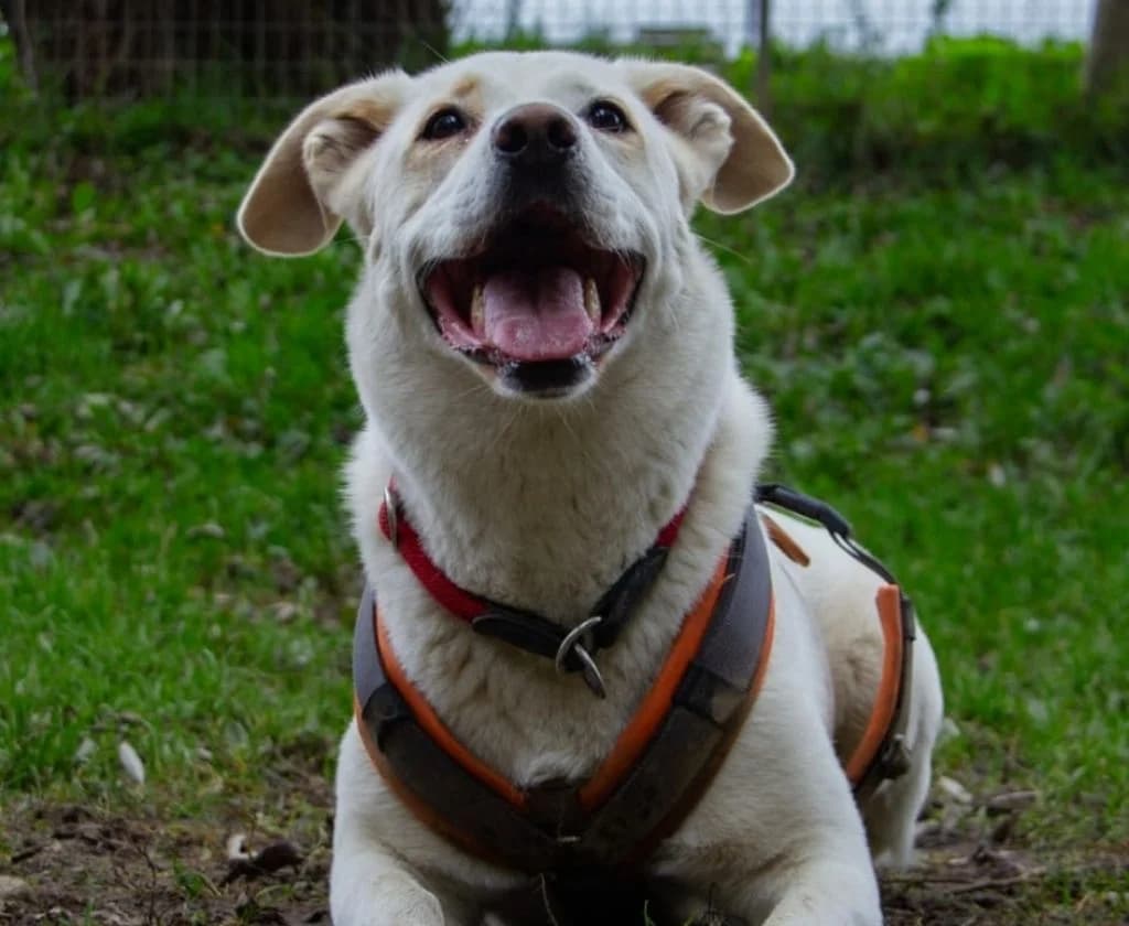 Gina, female senior Mixed Breed for adoption at Tierheim Arche Noah, Graz