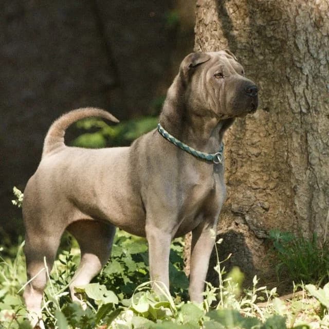 Dea, female young Shar Pei for adoption at Tierheim Arche Noah, Graz