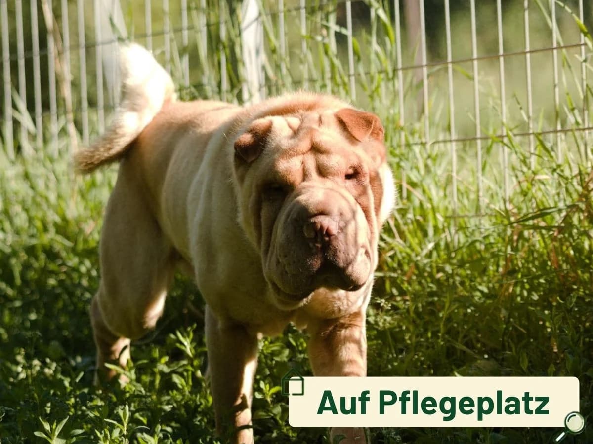 Apricot, female young Shar Pei for adoption at Tierheim Arche Noah, Graz