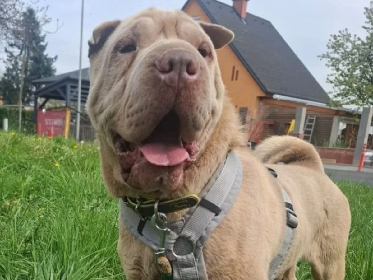 Quintus, male senior Shar Pei for adoption at Tierheim Arche Noah, Graz