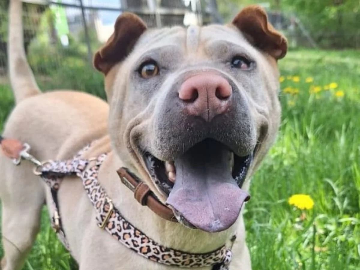 Peter, male 3yo Shar Pei for adoption at Tierheim Arche Noah, Graz