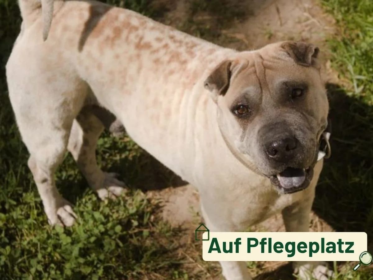 Cupido, male 4yo Shar Pei for adoption at Tierheim Arche Noah, Graz