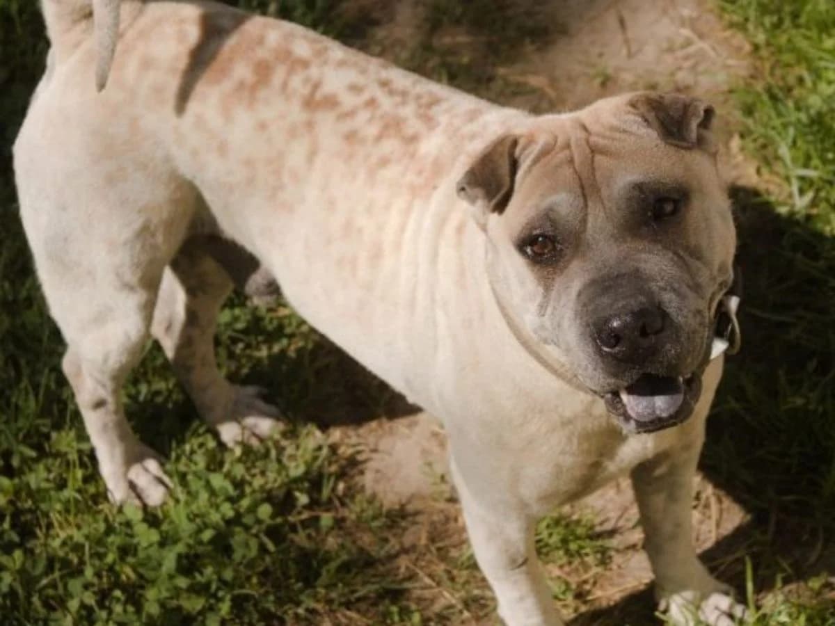 Cupido, male 4yo Shar Pei for adoption at Tierheim Arche Noah, Graz