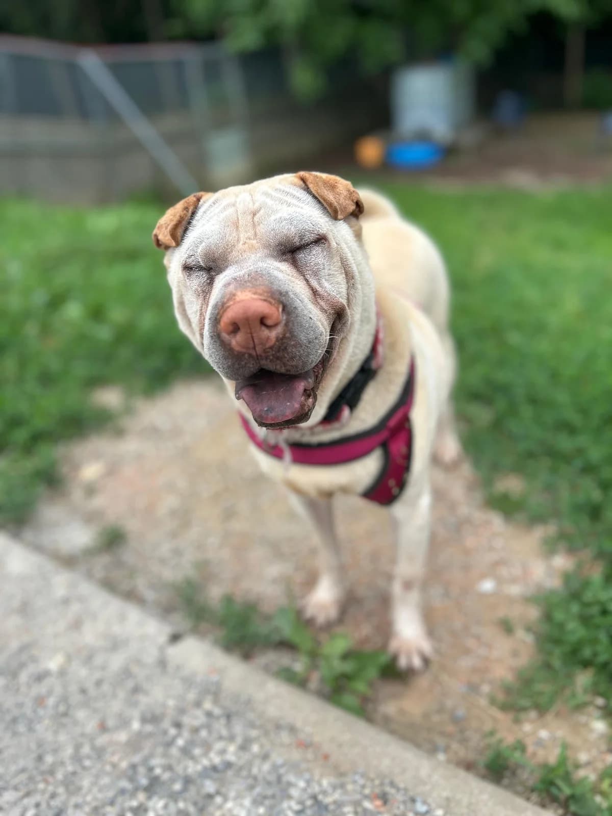 Goddess, female senior Shar Pei for adoption at Tierheim Arche Noah, Graz