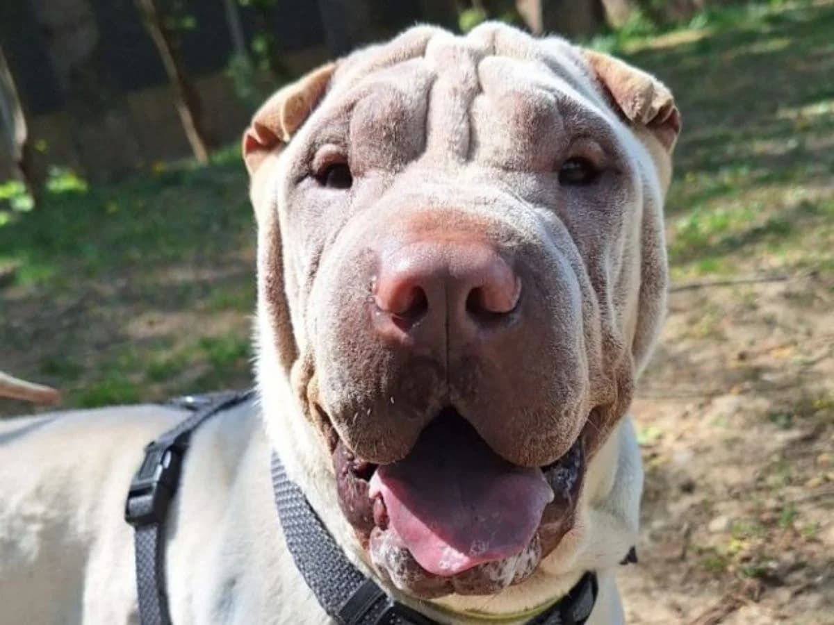 Platon, male 3yo Shar Pei for adoption at Tierheim Arche Noah, Graz