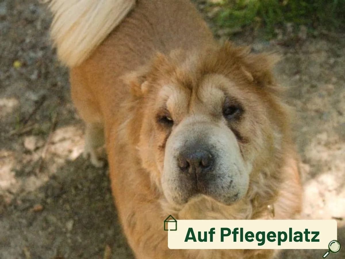Isabella, female 5yo Shar Pei for adoption at Tierheim Arche Noah, Graz