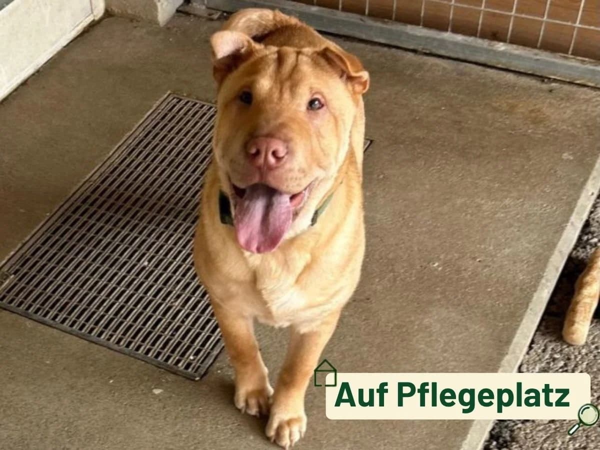 Roger, male puppy Shar Pei for adoption at Tierheim Arche Noah, Graz