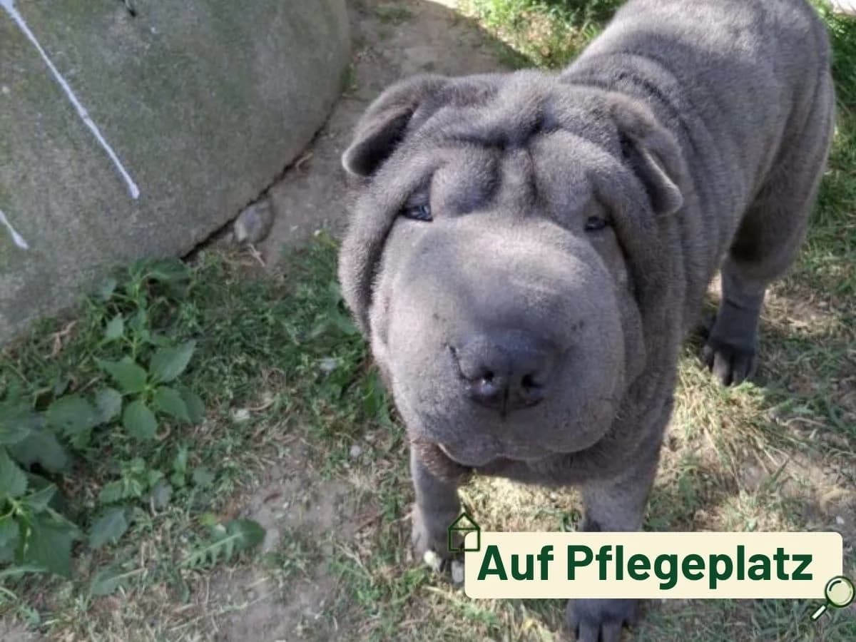 Zorro, male puppy Shar Pei for adoption at Tierheim Arche Noah, Graz