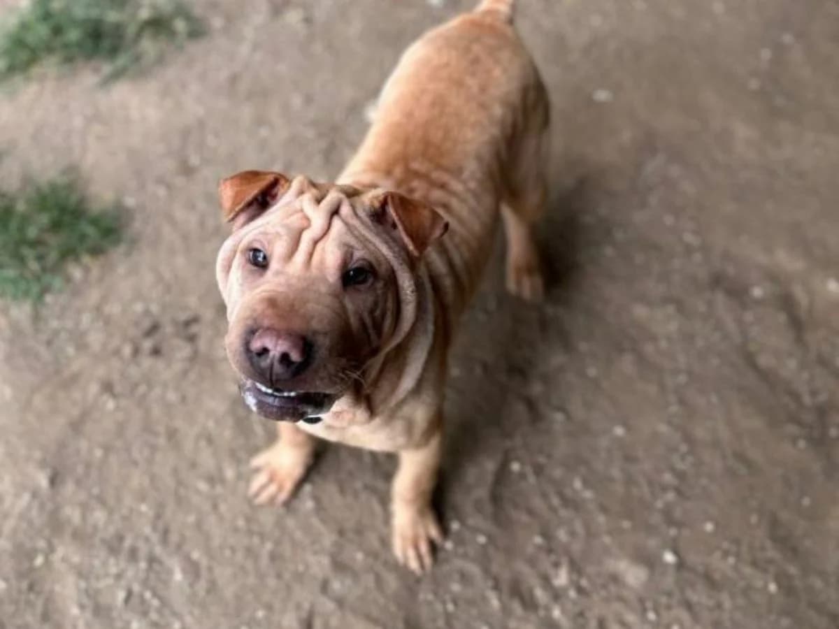 Butch, male puppy Shar Pei for adoption at Tierheim Arche Noah, Graz