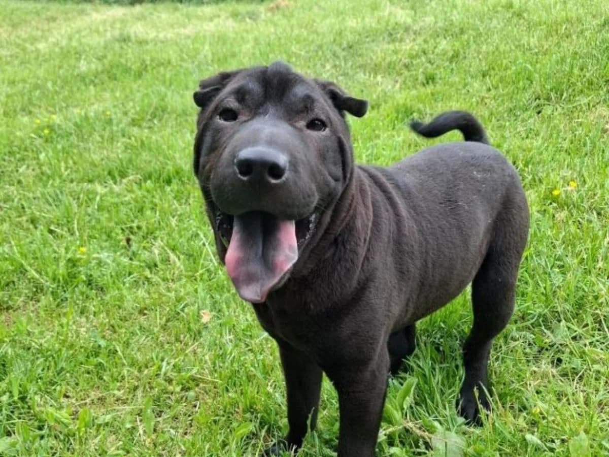 Cornelius, male puppy Shar Pei for adoption at Tierheim Arche Noah, Graz