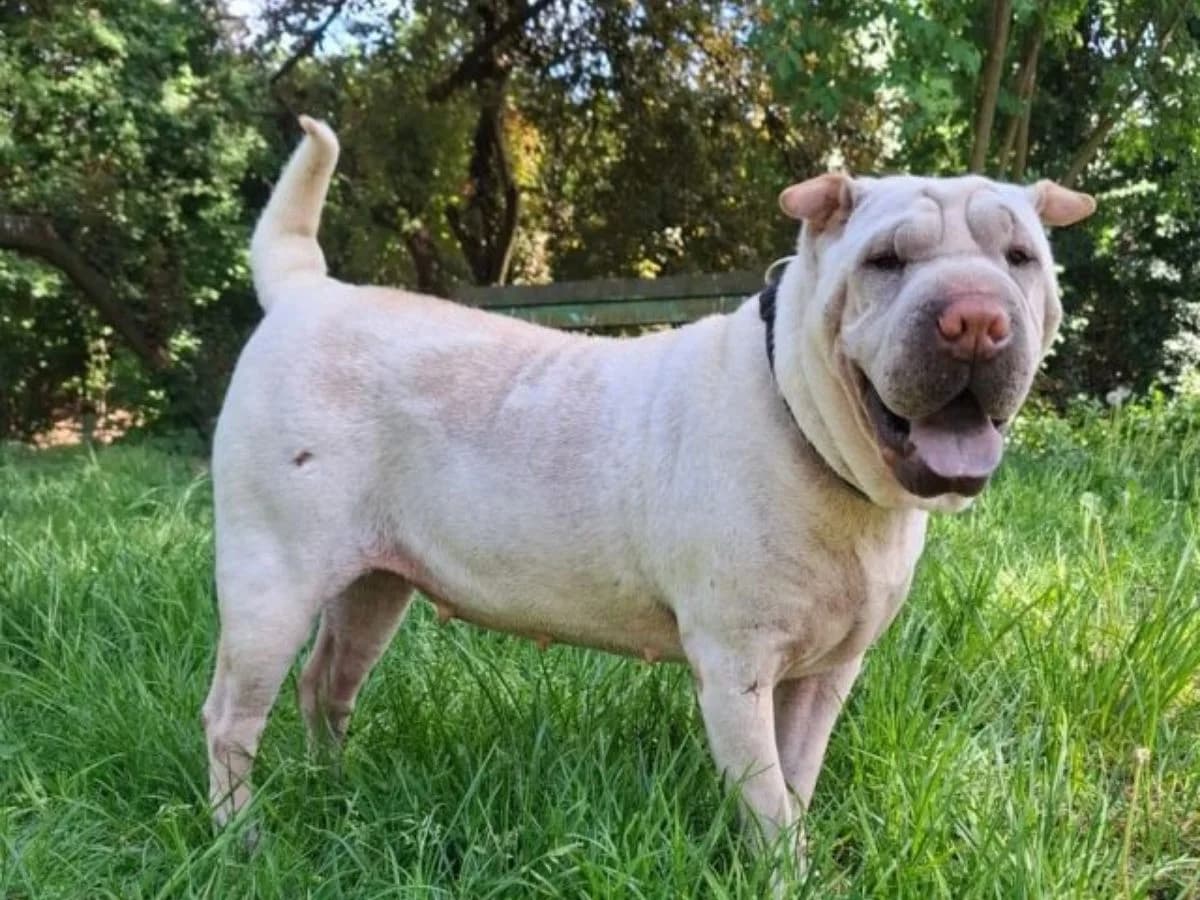 Coco, female 5yo Shar Pei for adoption at Tierheim Arche Noah, Graz