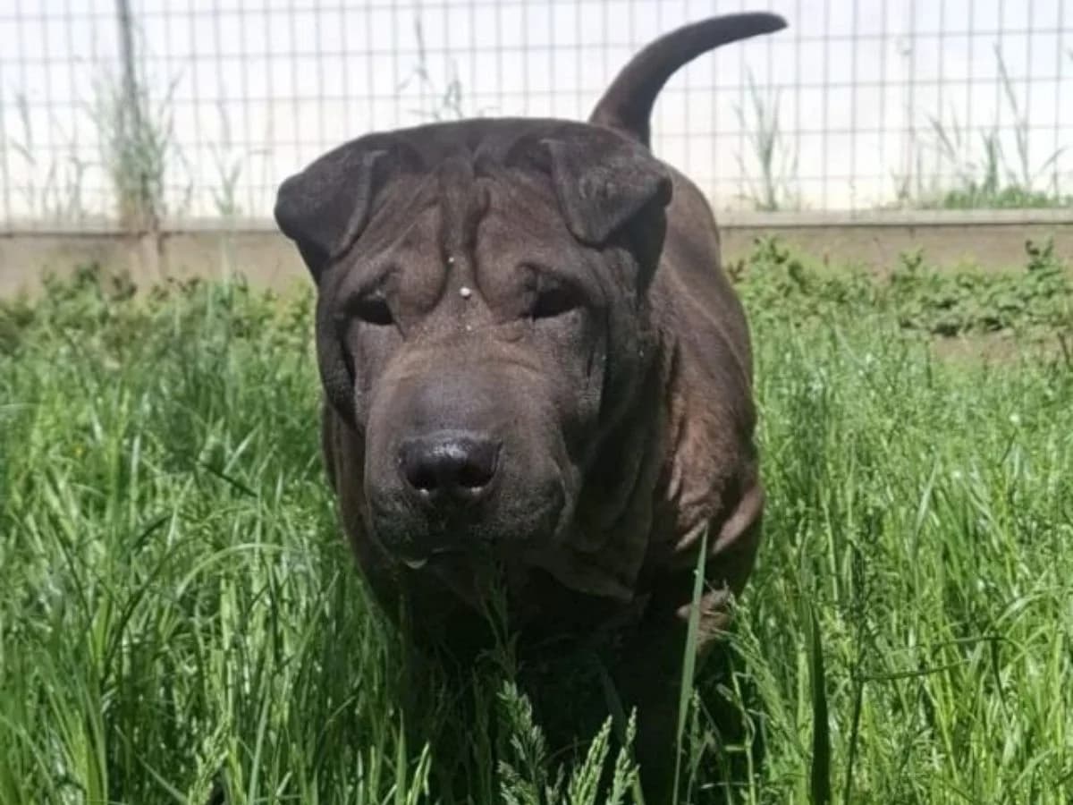 Xira Clara, female 4yo Shar Pei for adoption at Tierheim Arche Noah, Graz