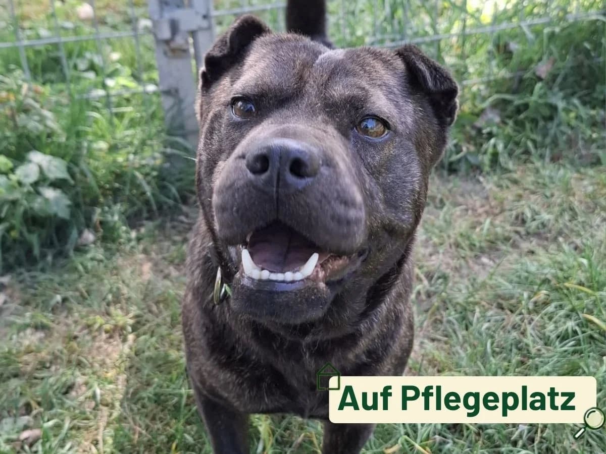 Black Princess, female 5yo Shar Pei for adoption at Tierheim Arche Noah, Graz
