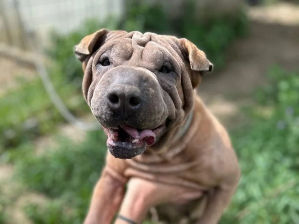 Baobei, female 4yo Shar Pei for adoption at Tierheim Arche Noah, Graz
