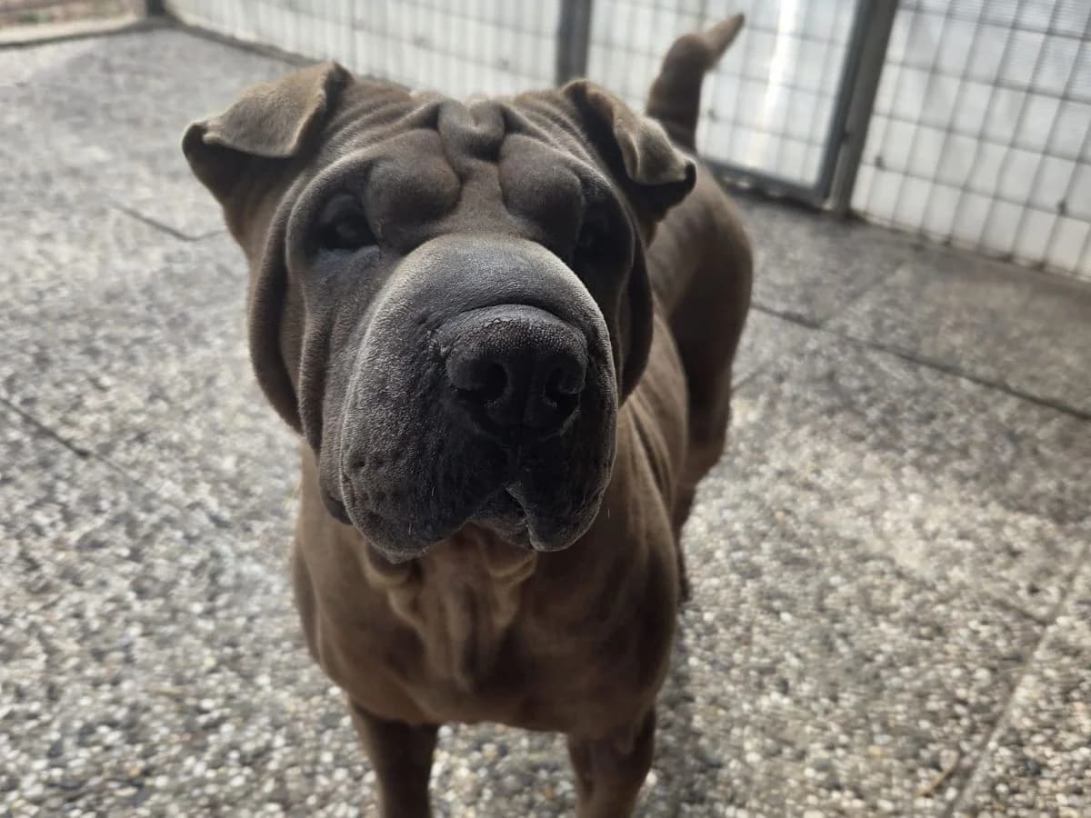 Baobei, female 4yo Shar Pei for adoption at Tierheim Arche Noah, Graz
