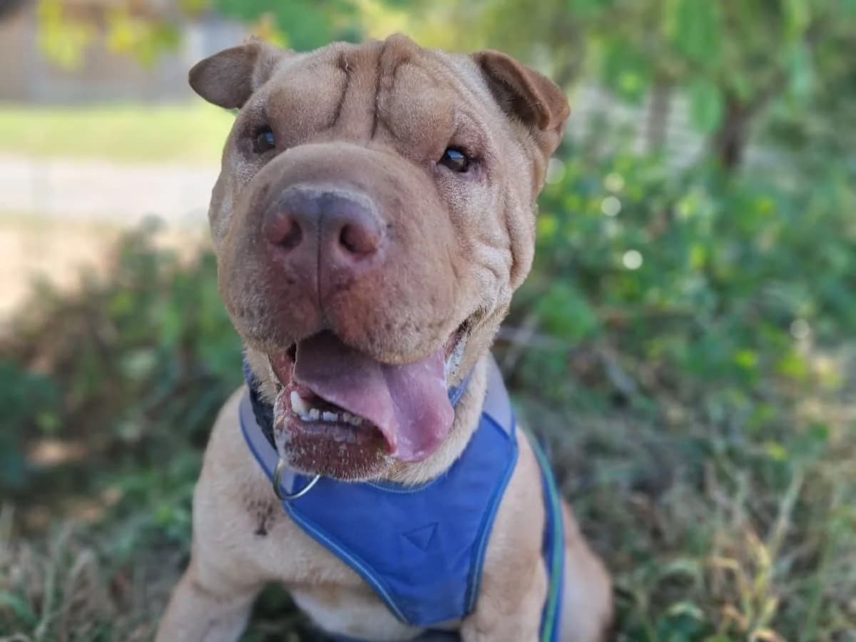 Wenzel, male senior Shar Pei for adoption at Tierheim Arche Noah, Graz