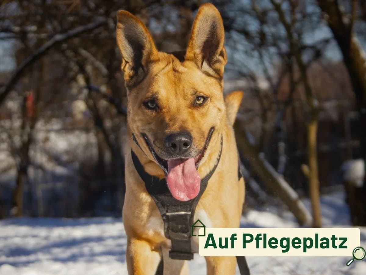 Balu, male 6yo Mixed Breed for adoption at Tierheim Arche Noah, Graz