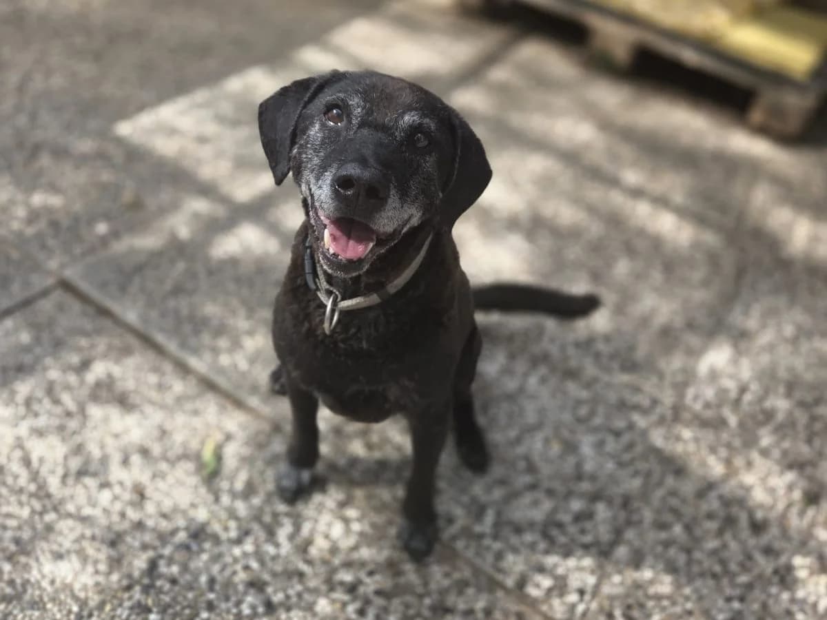 Rocky, male senior Mixed Breed for adoption at Tierheim Arche Noah, Graz