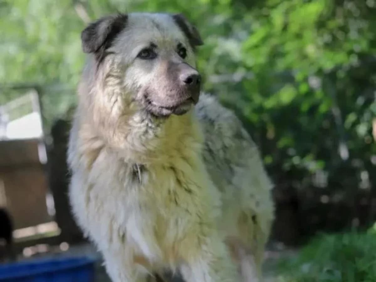 Zitta, female senior mixed breed for adoption at Tierheim Arche Noah, Graz