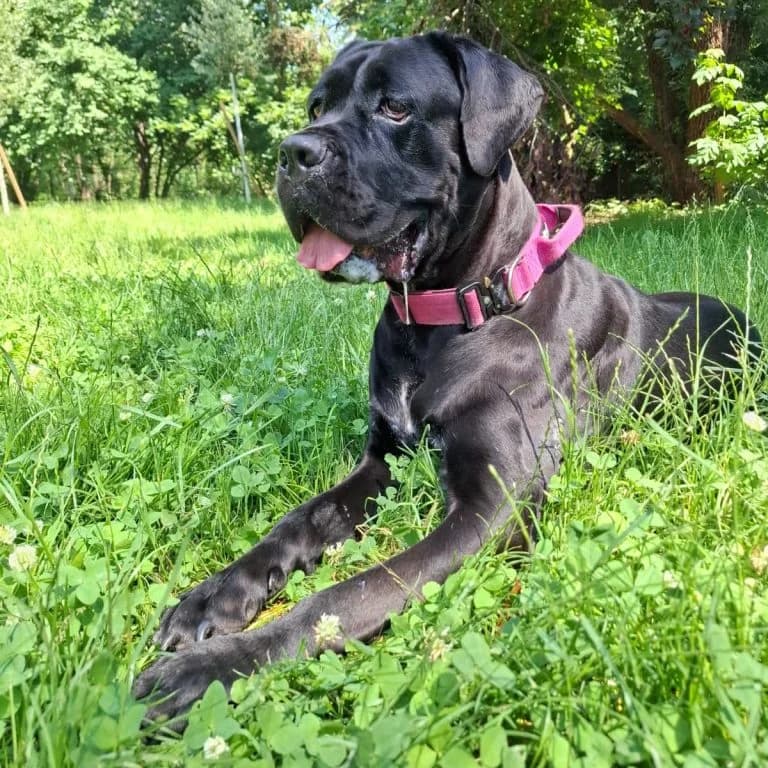 Betty, female 6yo Cane Corso for adoption at Tierheim Arche Noah, Graz