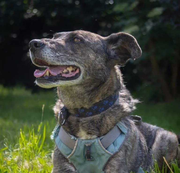 Carlos, male Mixed Breed for adoption at Tierheim Arche Noah, Graz