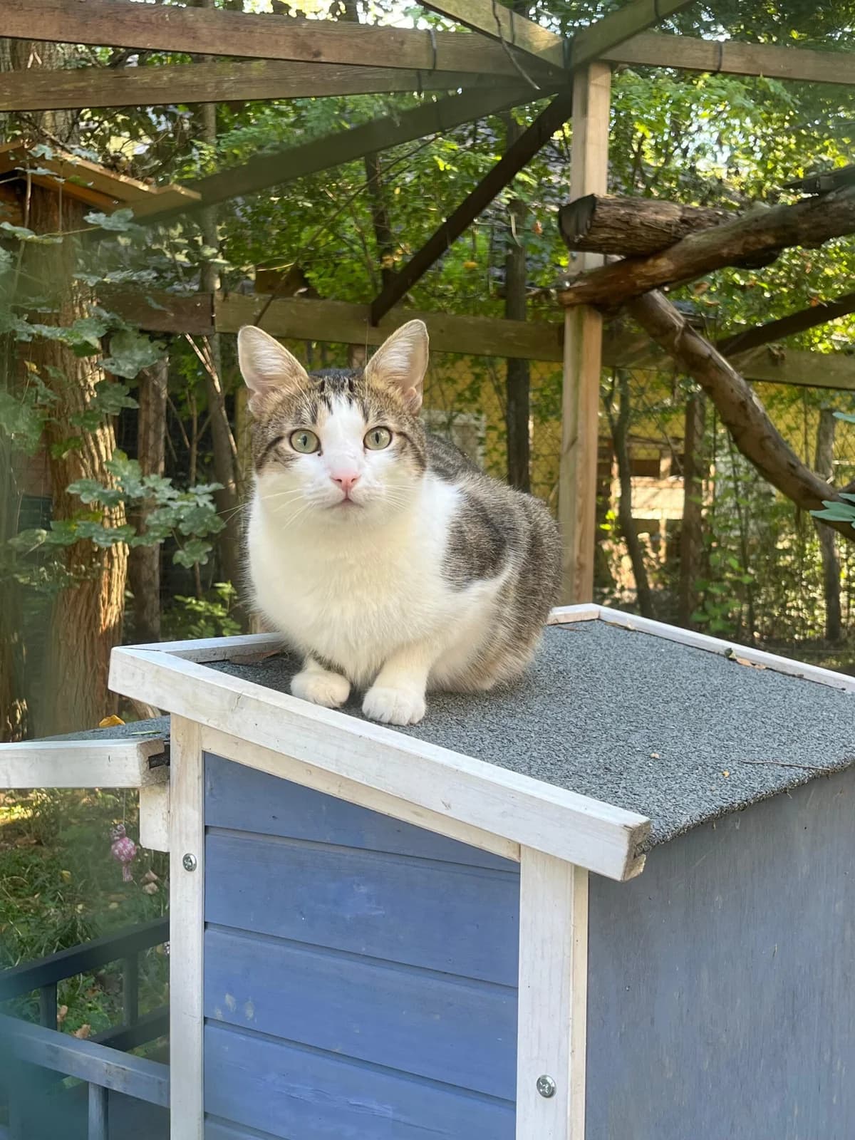 Der fröhliche Schnurrbär Bernd, male Mixed Breed for adoption at Assisi-Hof Stockerau