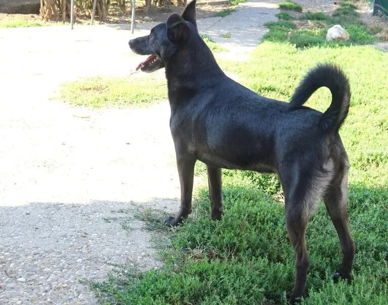 Slavko, 5yo Mixed Breed for adoption at Hund sucht Hütte