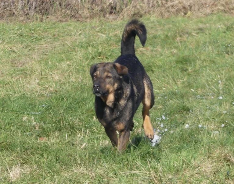 Inga, female 7yo Mixed Breed for adoption at Hund sucht Hütte