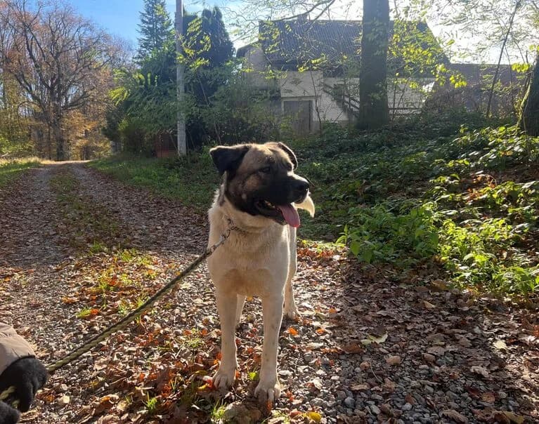 Laila, female 3yo Mixed Breed for adoption at Hund sucht Hütte