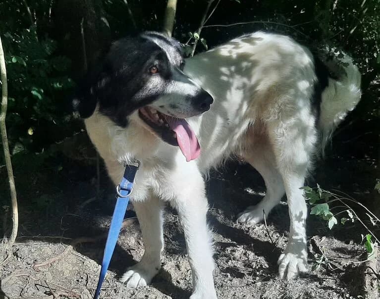 Toro, male young Mixed Breed for adoption at Hund sucht Hütte