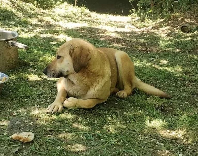 Rebeca, female 4yo Mixed Breed for adoption at Hund sucht Hütte