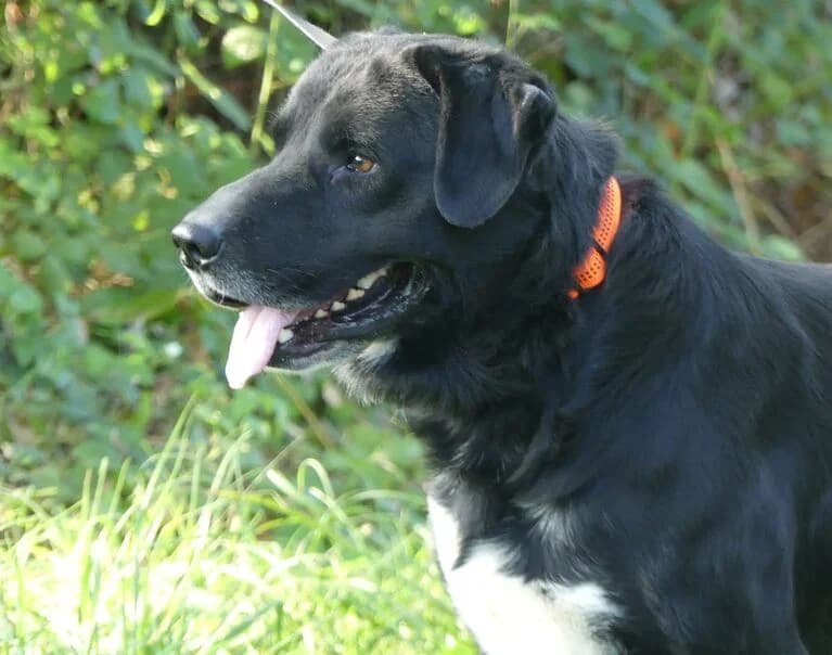 Ben, male senior Mixed Breed for adoption at Hund sucht Hütte