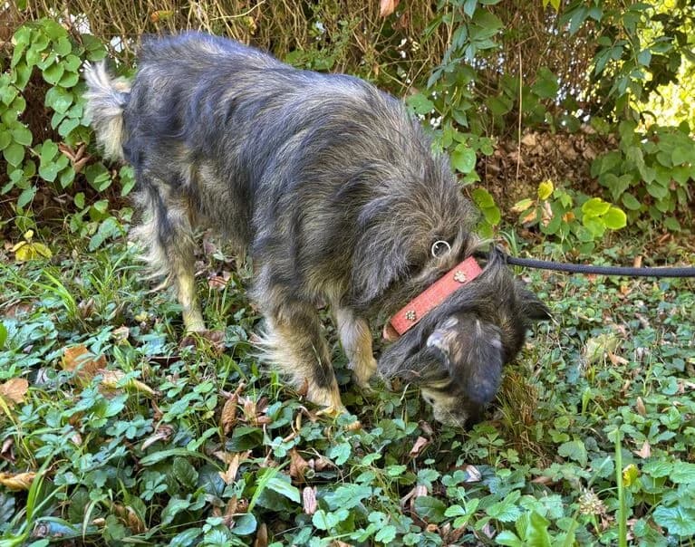 Walter, female young Mixed Breed for adoption at Hund sucht Hütte