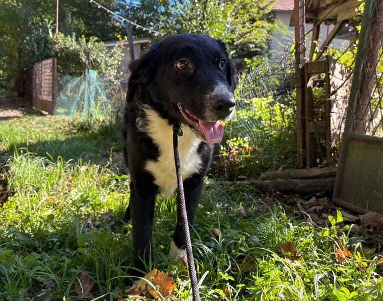 Lupa, female young Mixed Breed for adoption at Hund sucht Hütte